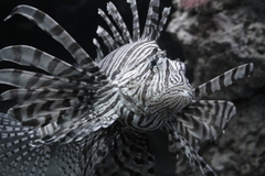 Killikus&reg; Fotographie